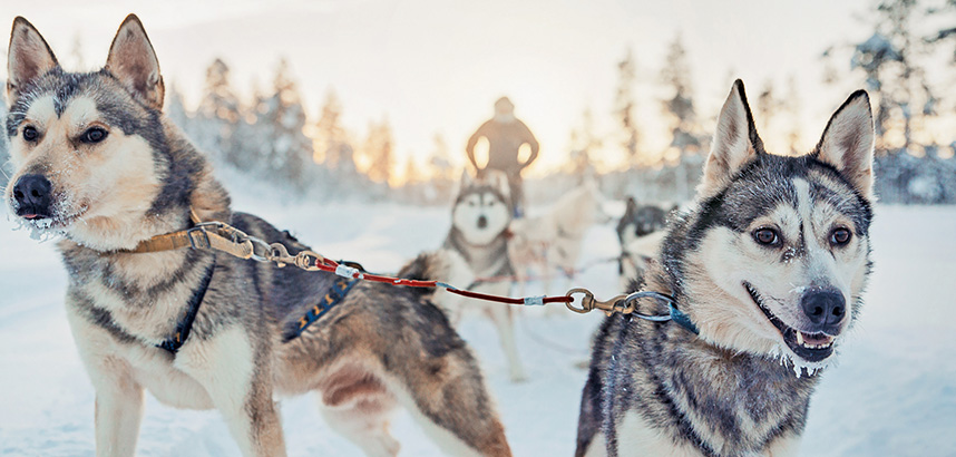 Husky safaris