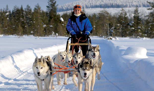 Husky Sleigh